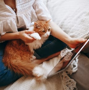 a woman sitting on a couch with a cat and a laptop