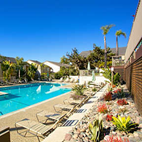 A large swimming pool surrounded by lounge chairs and palm trees.