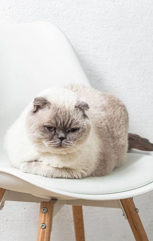 a gray and white cat sitting on a white chair at Magnolia Terrace Apartments, Charlotte, NC, 28213