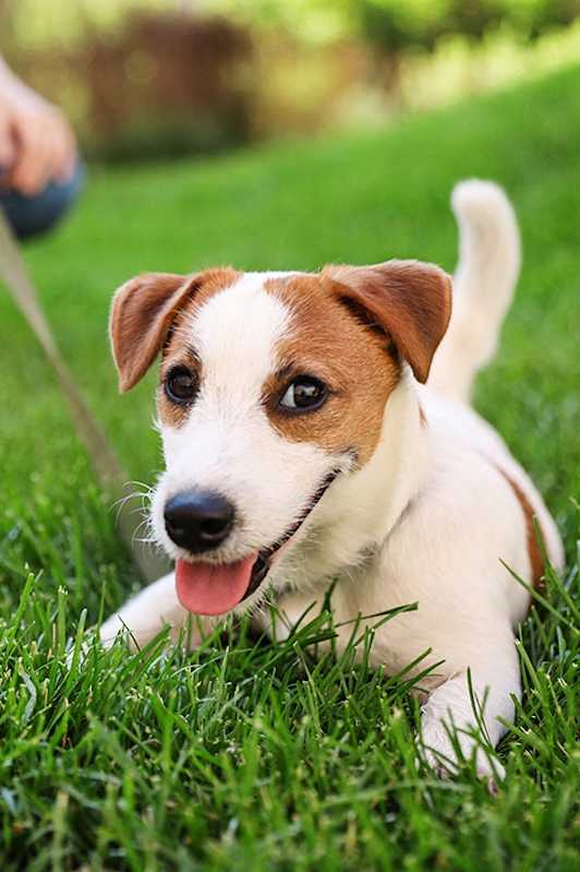 A small dog with brown and white fur is sitting in the grass at Mila Apartments, Ellisville, MO, 63011