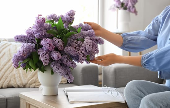 A person is holding a bunch of purple lilacs.