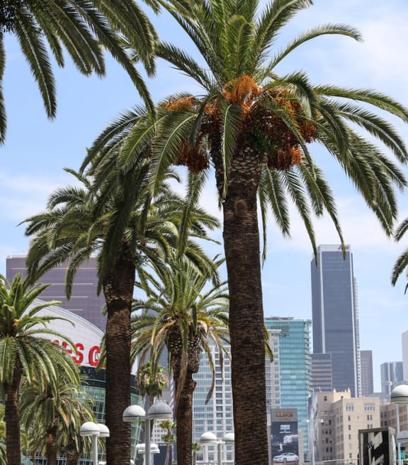 a row of palm trees in front of the city
