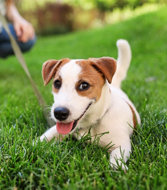 a small brown and white dog laying in the grass on a leash at The Rail, St. Louis Missouri