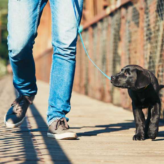 A black dog is walking on a leash with a person.