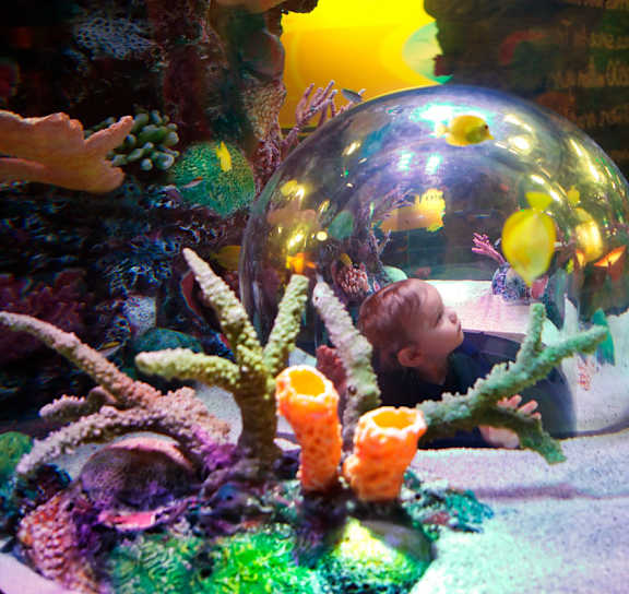 SEA LIFE Aquarium at AVIA Apartments at 110th Street, Overland Park, Kansas