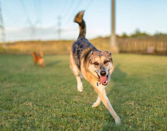 Dog Playing in Dog Park at Discovery at The Realm, Texas