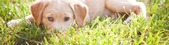 a yellow labrador retriever puppy laying in the grass