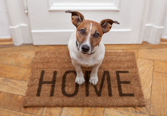 a dog sitting on a welcome mat that says home