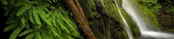 Whispering Water | Madison Falls, ONP, Elwha Valley | Element: Nature