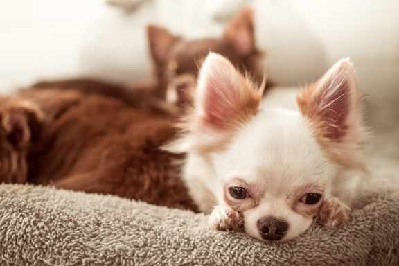 dog