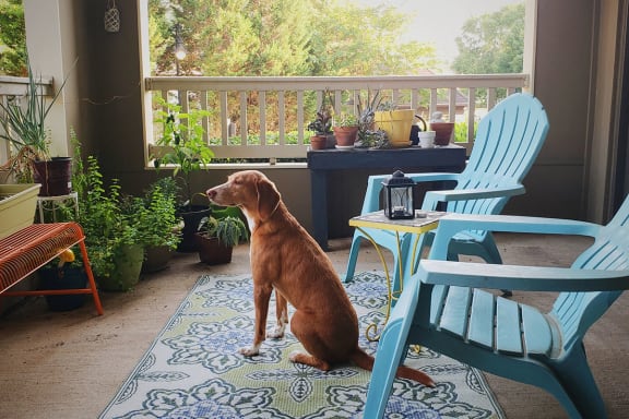 Dog Enjoying Spacious Patio at Pet Friendly Atlanta Apartments in North Druid Hills