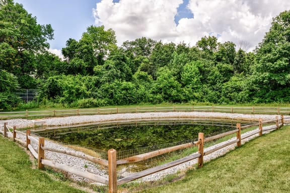 Pond