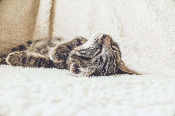 sleeping_cat_white_sheets at Sumida Gardens Apartments, California, 93111