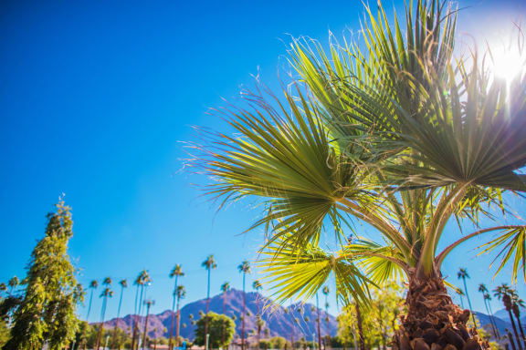 View of palm trees and sky at Mirabella Apartments, California, 92203
