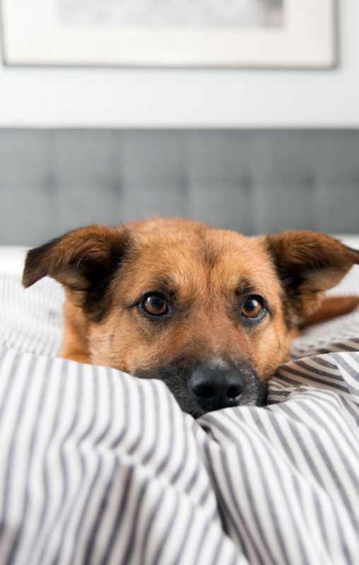 a dog laying on a bed with a striped comforter
