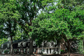 Townhome exteriors set among towering oak trees