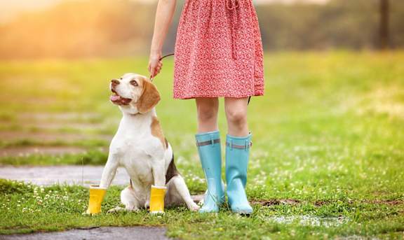 A little girl in a red dress and blue boots is walking her dog.