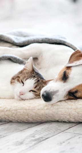 a dog and a cat laying under a blanket at Balfour 296 in Lilburn, Georgia