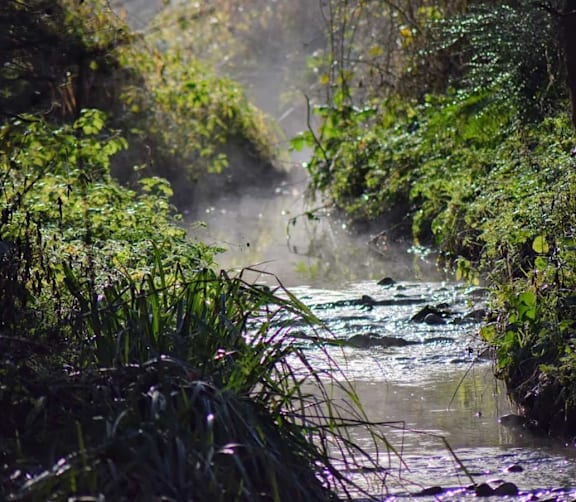 a river flowing through a lush green forest