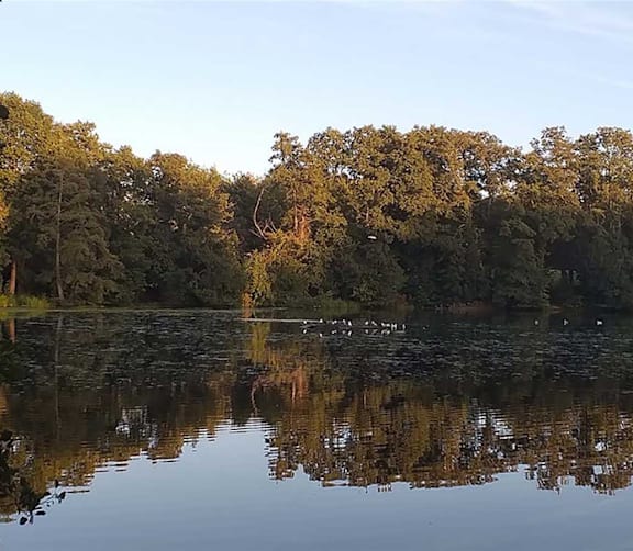 a body of water with trees on the other side of it