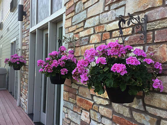Flowers in a pot hanging on a wall.