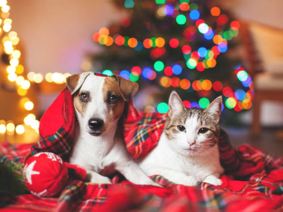 Cat and dog under blanker near Christmas tree at Mirabella Apartments, CA, 92203
