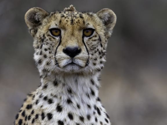 Cheetah at The Living Desert near Mirabella Apartments, Bermuda Dunes, CA