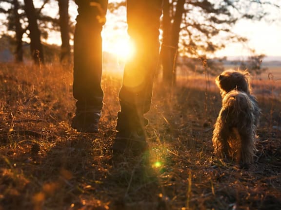a person standing next to a dog in a field at sunset