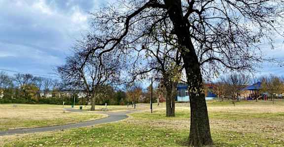A leafless tree stands in a grassy field with a path and a building in the background.