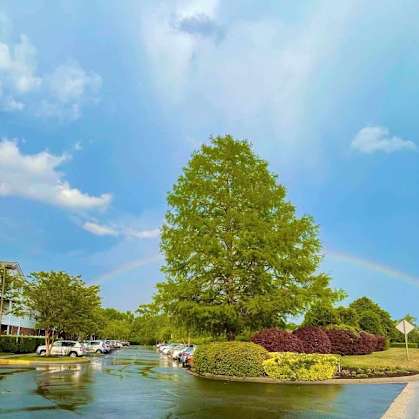 A tree is in the middle of a lake.at Greenbrier Seniors Apartments, Chesapeake, VA 23320