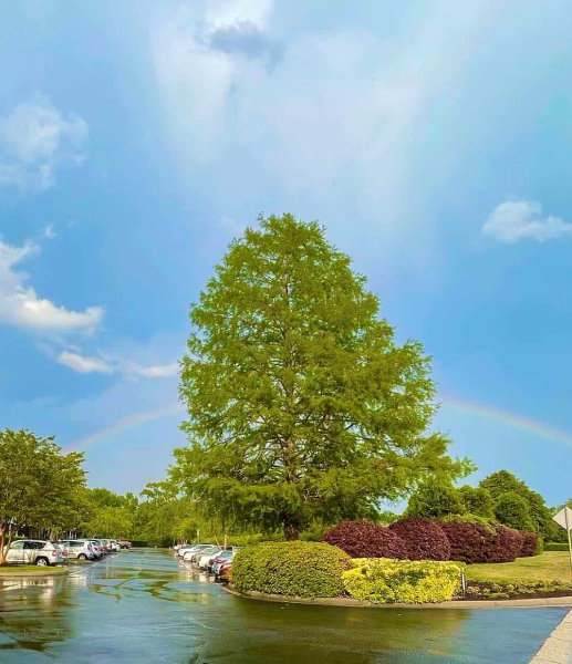 A tree is in the middle of a lake.at Greenbrier Seniors Apartments, Chesapeake, VA 23320
