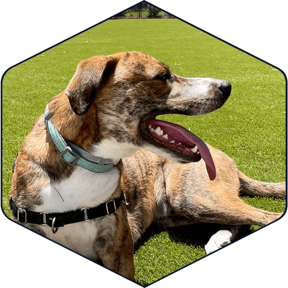 a dog laying on top of a lush green field