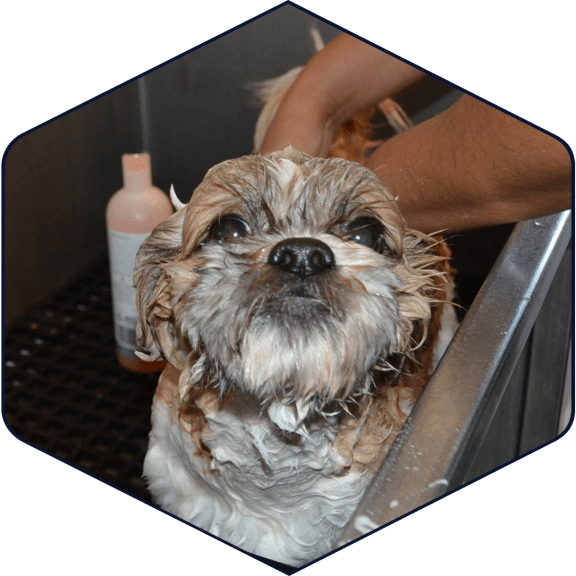 a small brown and white dog getting a bath
