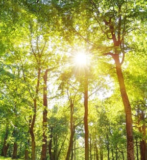 Stock image of trees and sun