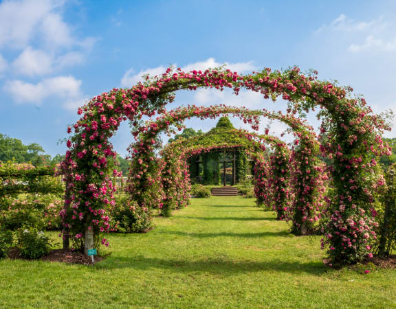 a large arch of pink roses in a garden