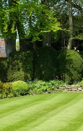 a green lawn with a stone wall in the background