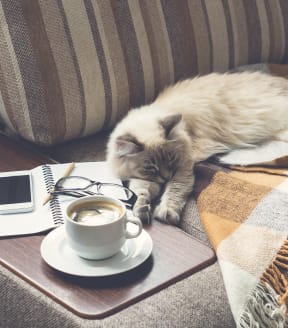 a cat sleeping on a couch next to a cup of coffee