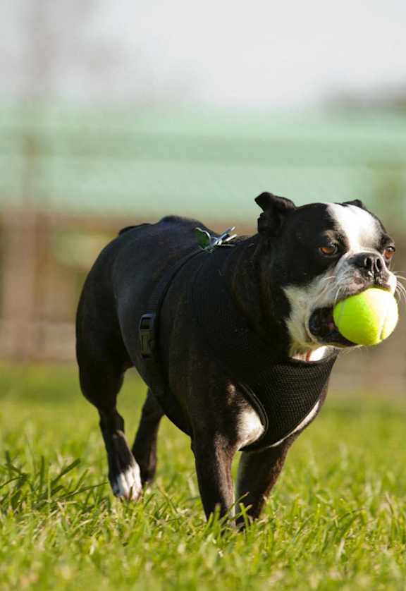 two dogs running with a tennis ball in their mouths
