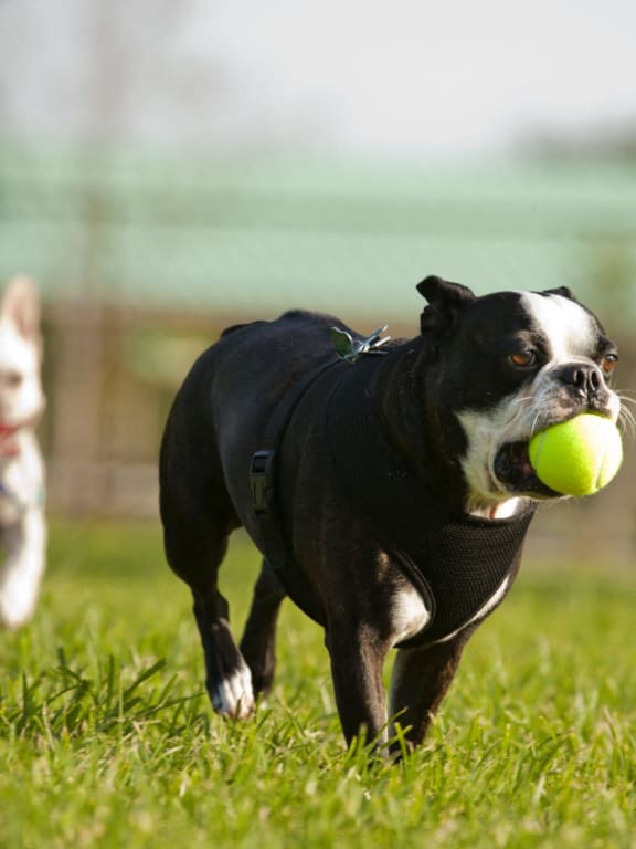 two dogs running with a tennis ball in their mouths