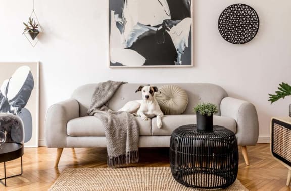Dog Sitting On A Couch at Ridgewood Apartments, Lawrenceville, 30045