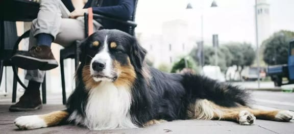 Dog Relaxing