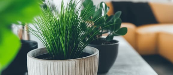 A potted plant with long green leaves sits on a table. at 35 Broadway Apartments, Menands, New York