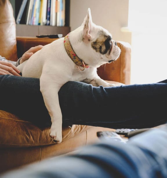 a dog sitting on the lap of a person on a couch