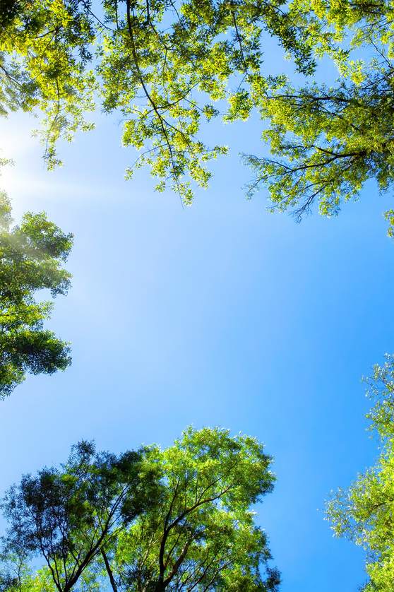 The sun shines through the canopy of a dense forest.