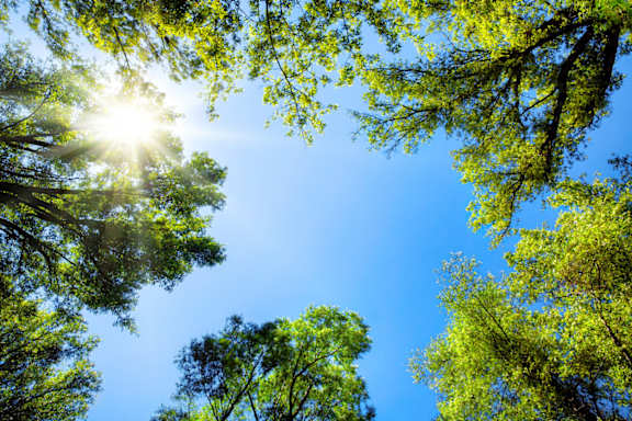 The sun shines through the canopy of a dense forest.