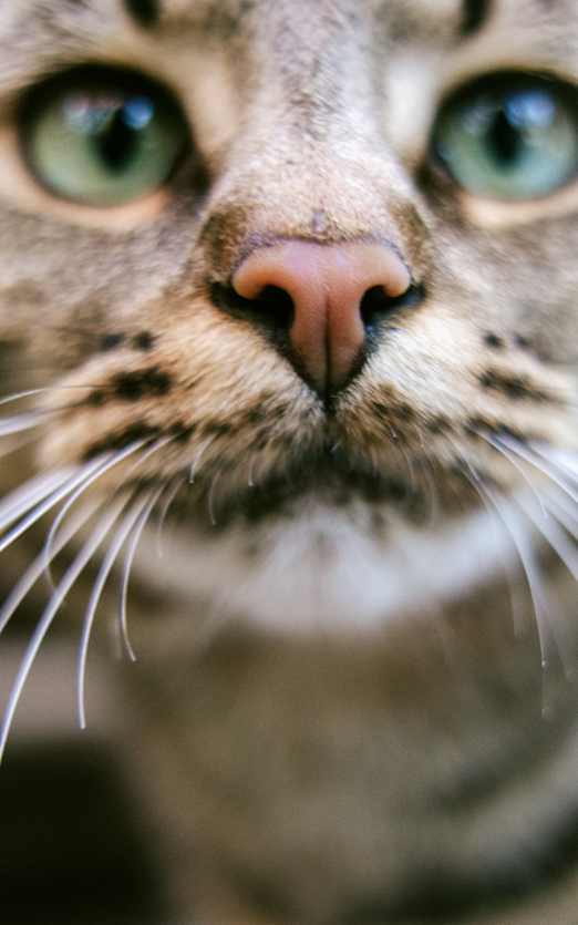 A close up of a cat's face with its whiskers prominently displayed.