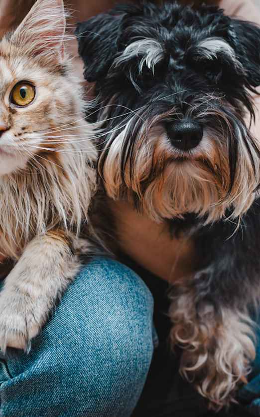 A person is holding a fluffy cat and a small dog.
