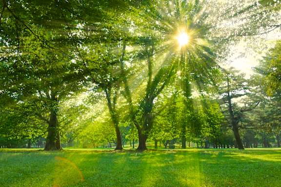 The sun is shining through the trees in a park.