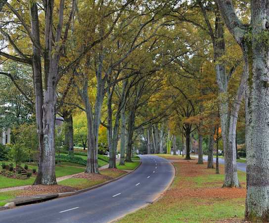 a road through a park with treesat Randolph Park, Charlotte North Carolina