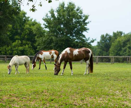 three horses grazing in a field at Saddleworth Green, Florida